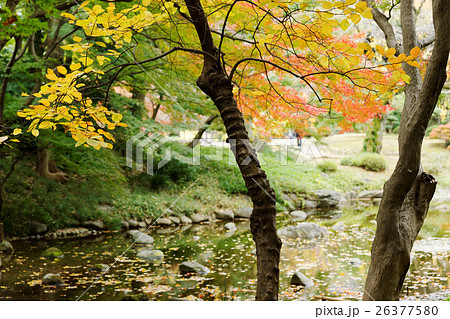 小石川後楽園の水辺の紅葉 26377580