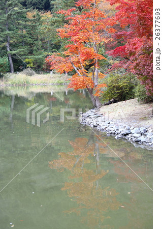 史跡 白水阿彌陀堂境域 浄土式庭園の秋~2016 史跡 白水阿彌陀堂境域 浄土式庭園の秋~2016 26377693