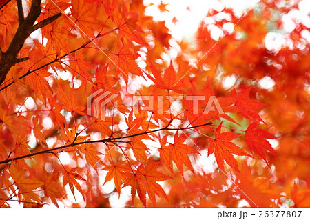 Autumn Leaf～白水阿弥陀堂の秋　2016 26377807