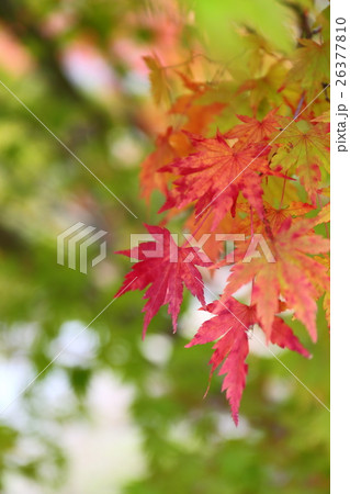 Passing Bell～白水阿弥陀堂の秋　2016 26377810