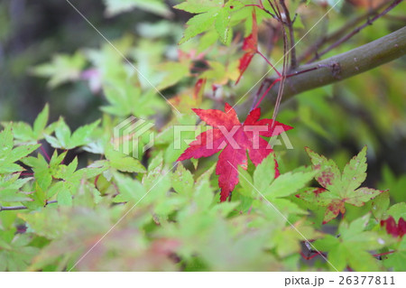 お先に～白水阿弥陀堂の秋　2016 26377811