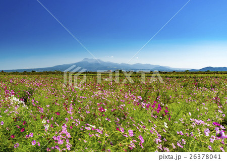 自然干陸地フラワーゾーン　コスモス 26378041