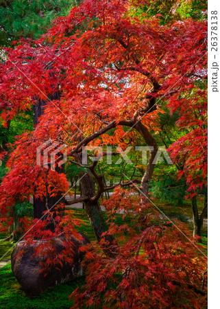 Japanese maple tree in the Fall 26378138