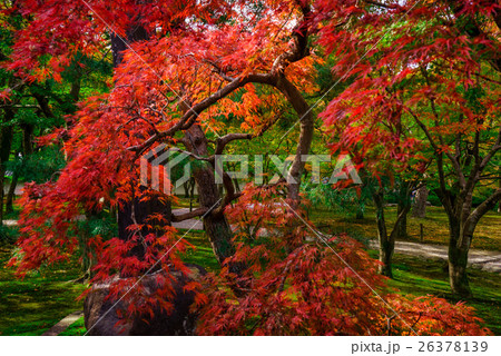 Japanese maple tree in the Fall Japanese maple tree in the Fall 26378139