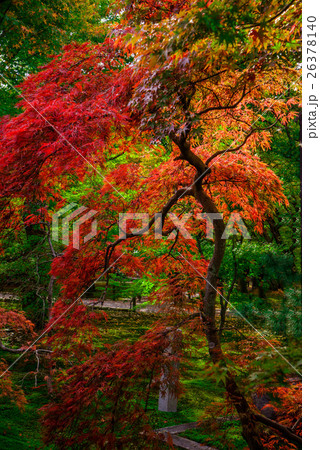 Japanese maple tree in the Fall 26378140
