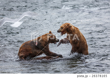 Grizzly Bears Fishing For Salmon 26378165
