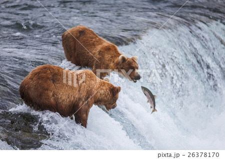 Grizzly Bears Fishing For Salmon Grizzly Bears Fishing For Salmon 26378170