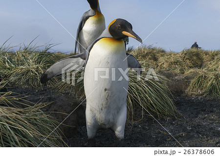 タソックグラスの中を歩くキングペンギンのカップル　サウスジョージア島 26378606