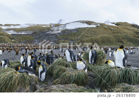 コロニーのタソックグラスの上にたつキングペンギン サウスジョージア島 コロニーのタソックグラスの上にたつキングペンギン サウスジョージア島 26378800