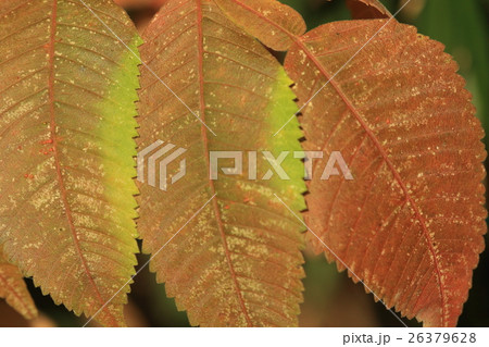 自然　植物　ヌルデ、紅葉が始まった葉。普段日光に当たっているところが先に色づくようです 26379628