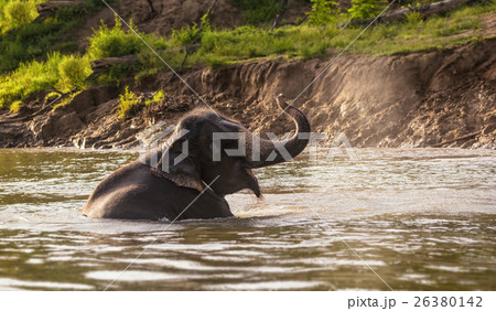 Elephant bathing on the river at the forest, Kanchanaburi province, thailand, Animal and Nature travel concept Elephant bathing on the river at the forest, Kanchanaburi province, thailand, Animal and Nature travel concept 26380142