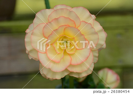 球根ベコニア 26380454