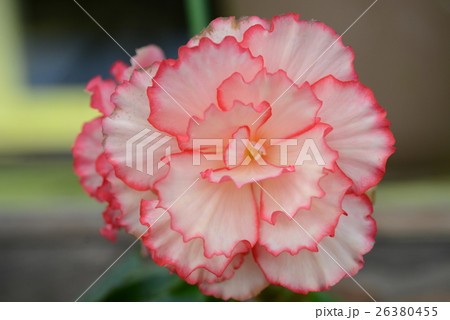 球根ベコニア 26380455