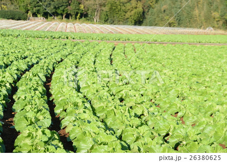 白菜畑 26380625