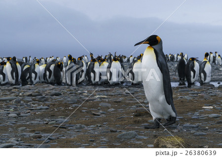 コロニーを歩くキングペンギン　サウスジョージア島 26380639