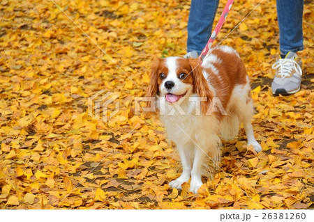キャバリアとイチョウの黄葉 26381260
