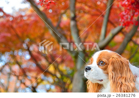 キャバリアと紅葉 キャバリアと紅葉 26381276