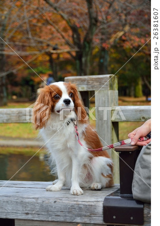 代々木公園で愛犬とふれあう 代々木公園で愛犬とふれあう 26381607