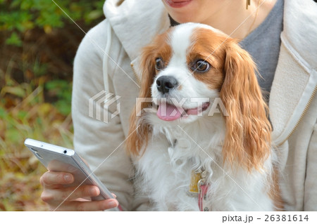 代々木公園で愛犬とふれあう 26381614