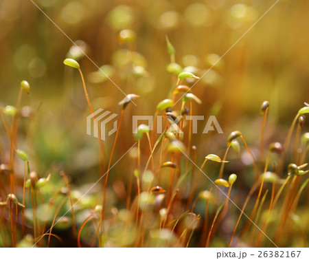 Spring Buds 26382167