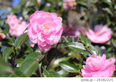 さざんか さざんか 26382225