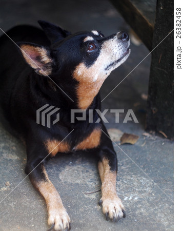 cute black fat lovely miniature pinscher dog  cute black fat lovely miniature pinscher dog  26382458