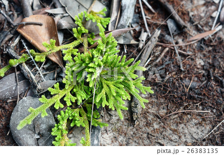 Branch of Green cypress tree. Background texture 26383135