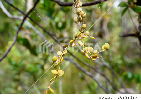 Ant Plant Myrmecodia tuberosa 26383137