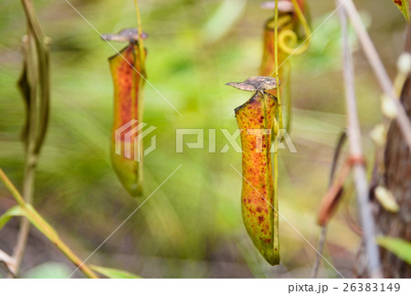 Carnivorous pitcher plant. Nepenthes albomarginata 26383149