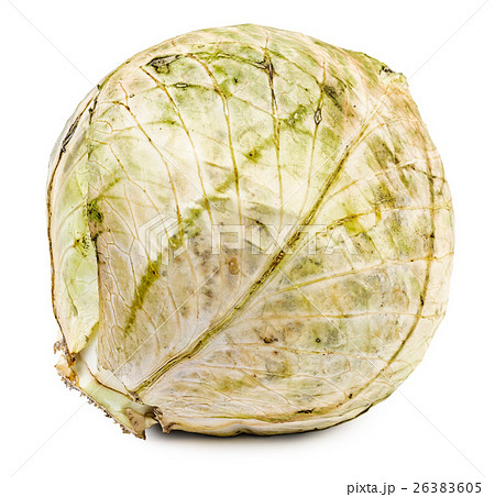 Rotten and dried cabbage isolated Rotten and dried cabbage isolated 26383605