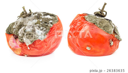 Rotten tomatoes isolated on white background 26383635