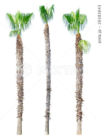 Sick palm tree isolated on white Sick palm tree isolated on white 26383643