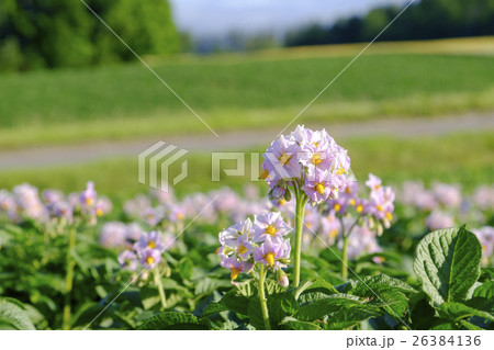 ジャガイモの花 ジャガイモの花 26384136