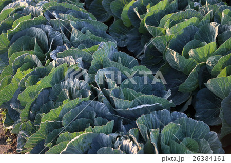 生育中のキャベツ畑 生育中のキャベツ畑 26384161