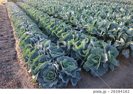 生育中のキャベツ畑 生育中のキャベツ畑 26384162