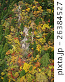 眼下に広がる秋山の紅葉 26384527