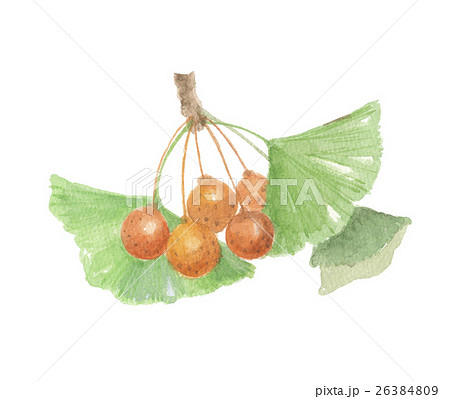 銀杏　イチョウ 26384809