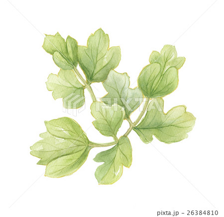 長命草　ボタンボウフウ 26384810