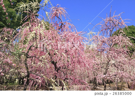 城南宮 梅の花 城南宮 梅の花 26385000