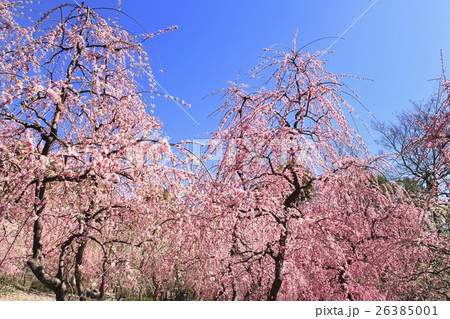 城南宮　梅の花 26385001