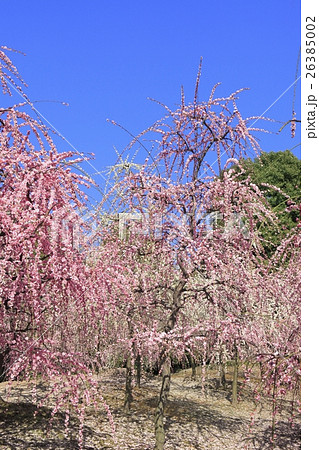 城南宮　梅の花 26385002