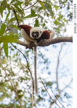 Lemur Coquerel's sifaka (Propithecus coquereli) Lemur Coquerel's sifaka (Propithecus coquereli) 26385568