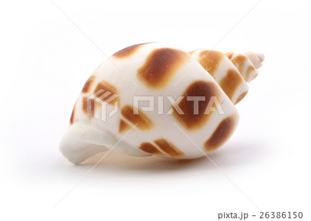 Seashell isolated on White Seashell isolated on White 26386150