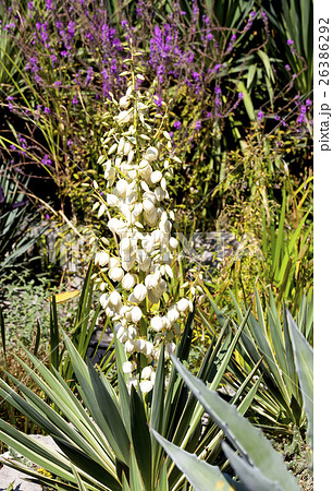 Yucca filamentous. 26386292