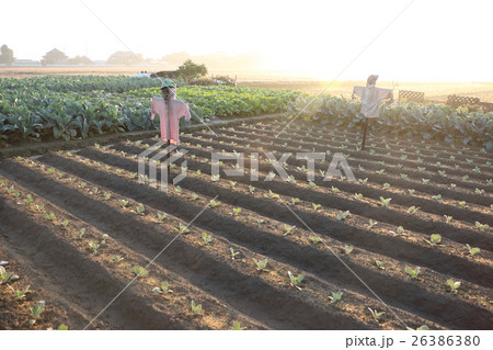 キャベツ畑と案山子 26386380
