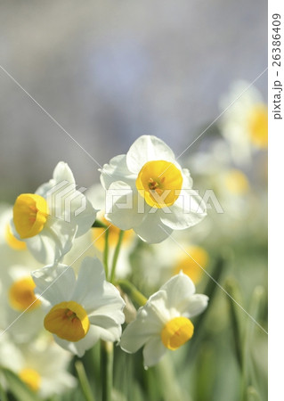 スイセンの花 26386409