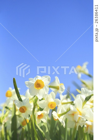 スイセンの花 スイセンの花 26386411