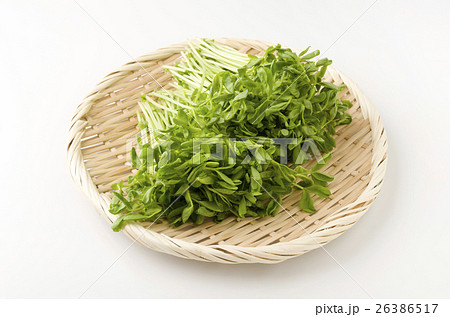 豆苗 豆苗 26386517