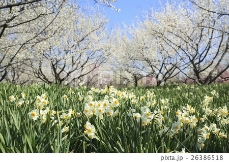 スイセンの花と梅林 スイセンの花と梅林 26386518