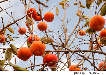 柿 柿 26386707